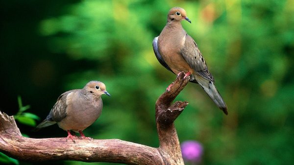 Two Mourning Doves Perched On A Branch
