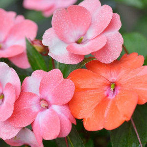 Best Container Plants for Shade Gardening