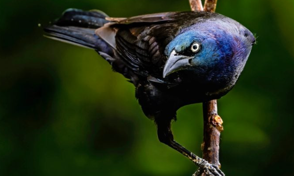 How to Get Rid of Blackbirds and Grackles at Feeders