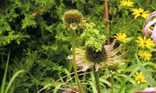 aster yellows disease