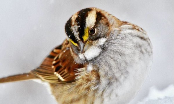 white throated sparrow