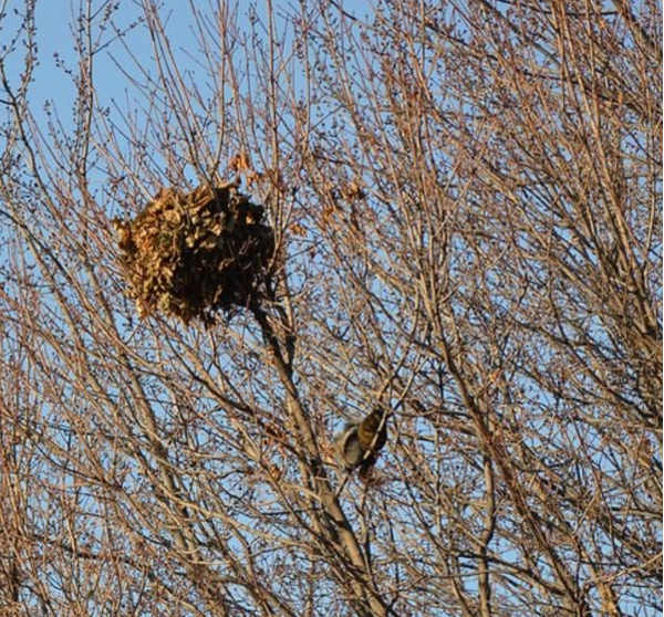 The Ball of Leaves in Your Tree Is (Probably) Not a Bird Nest