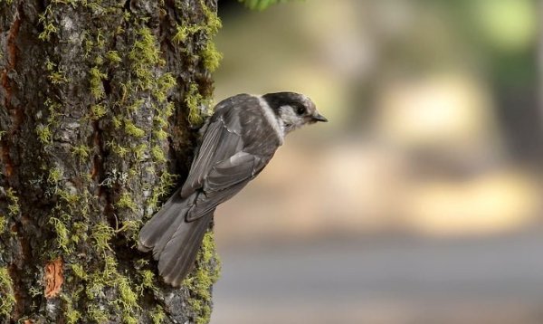 05 Della Alcorn Bbon24