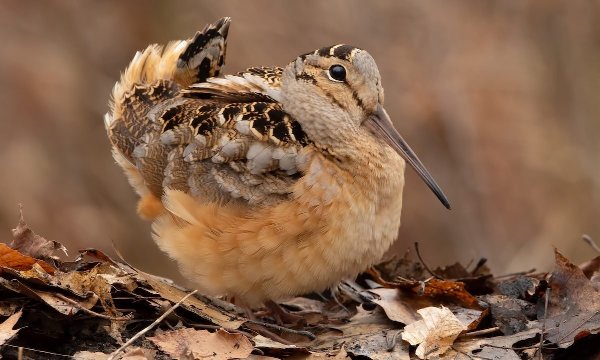 American Woodcock, inappropriate bird names