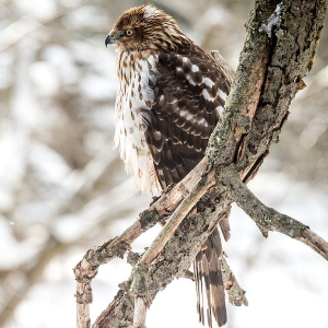hawk bad reputation birds
