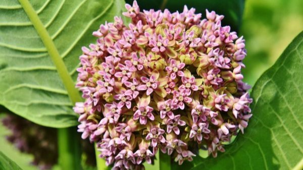 host plant, milkweed