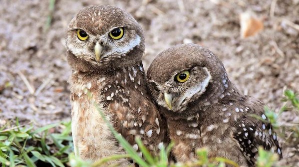Burrowing owl pair