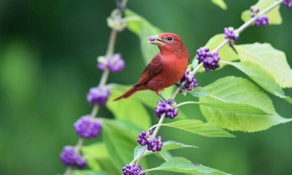 Summer tanager on beautyberry