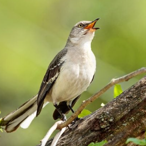Northern Mockingbird
