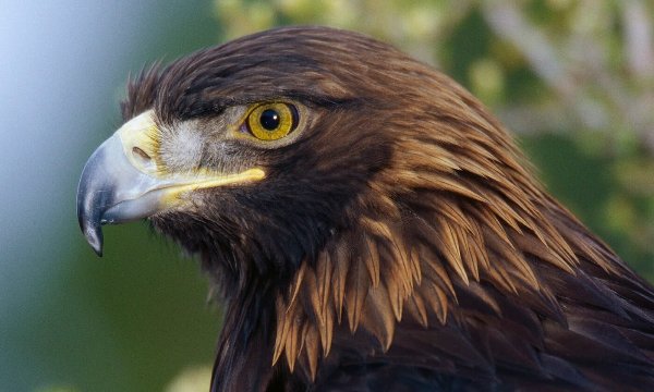 Golden Eagle