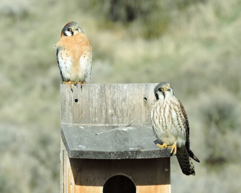 276266712 1 Julia Rice Bnb Bypc 2021