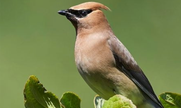 15 Backyard Birds That Eat Berries