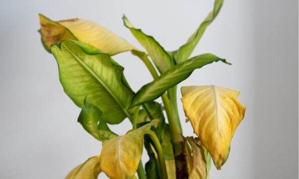Why Are My Plant Leaves Yellow?