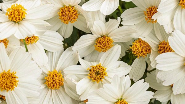 Pw Bidens Campfire Marshmallow Tag 1, bidens flower