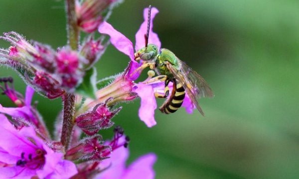 Bicolored Agapostemon Sweat Bee, green bee
