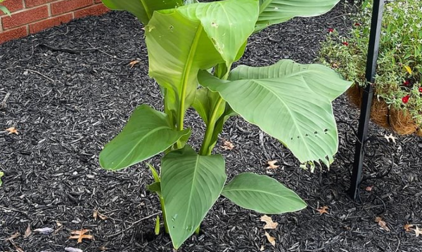 Grow Canna Flowers for Tropical Beauty in the Garden