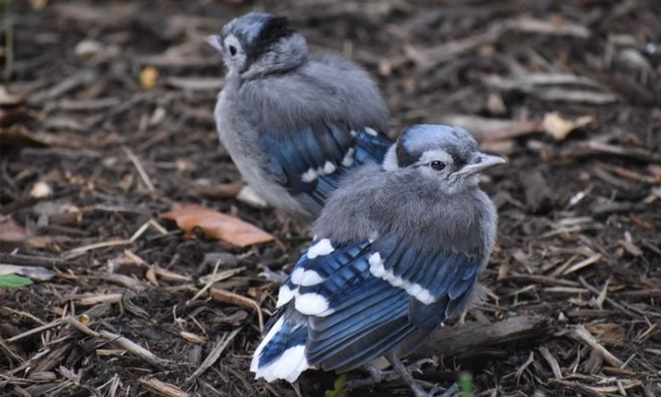 fledgling blue jays