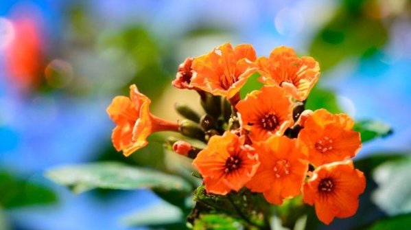 Tecoma 'Orange Jubilee', Orange Jubilee Esperanza, Orangebells, Orange Trumpet Bush
