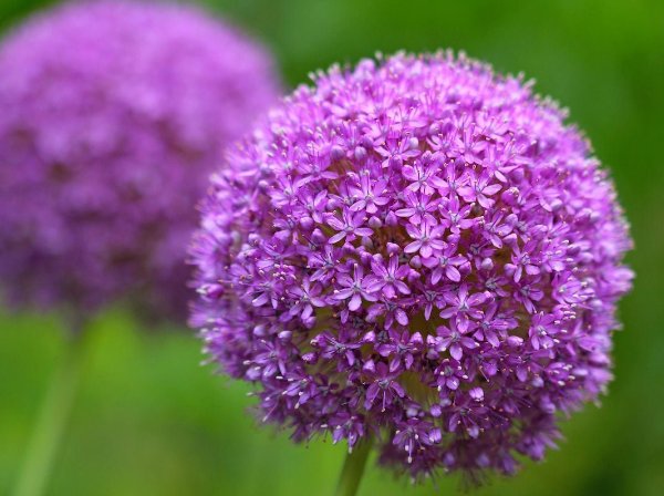 Allium flowers deer resistant bulbs