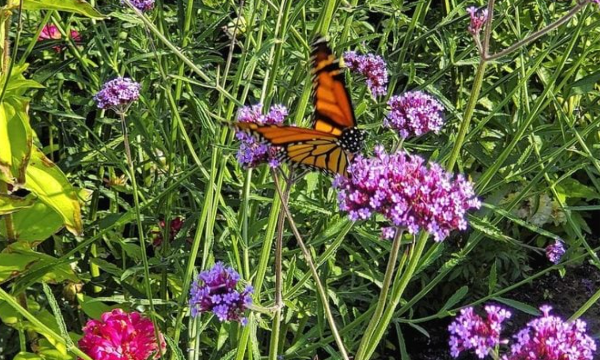 Grow Verbena Bonariensis for Butterflies and Hummingbirds