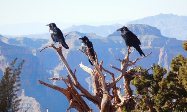 ravens at grand canyon