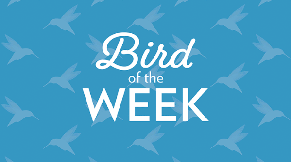 251574183 1 Jean Sorenson Bnb Bypc2020