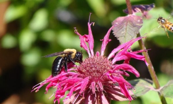 bee balm, flowers for bees