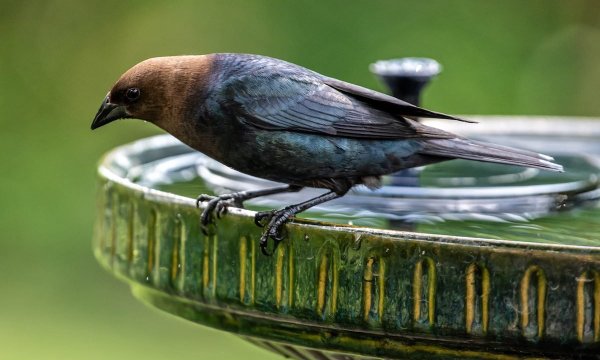 brown-headed cowbird on a bird bath