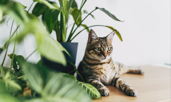 plants toxic to cats
