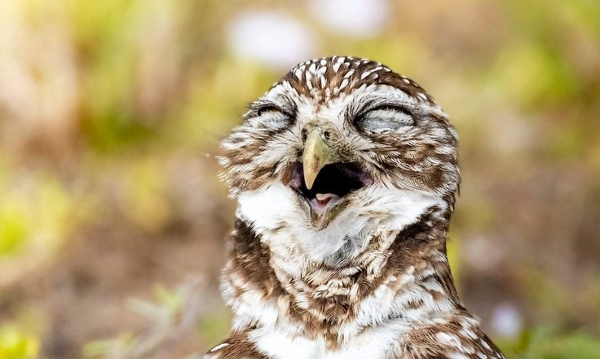 15 Bizarre and Surprising Bird Facts You Should Know