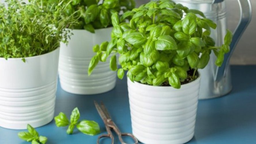 Fresh basil thyme herb in a pot.