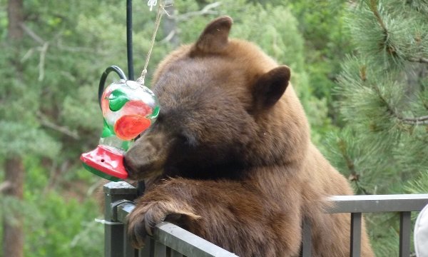 keep bears away from bird feeders, bear proof bird feeder