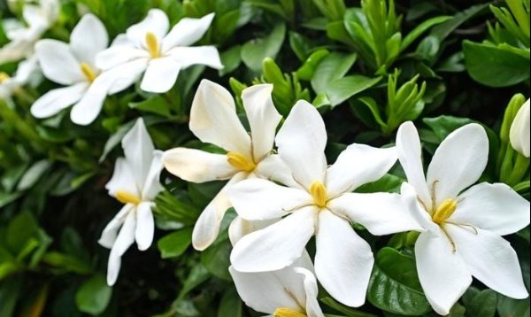 Gardenia Flowers In Bloom