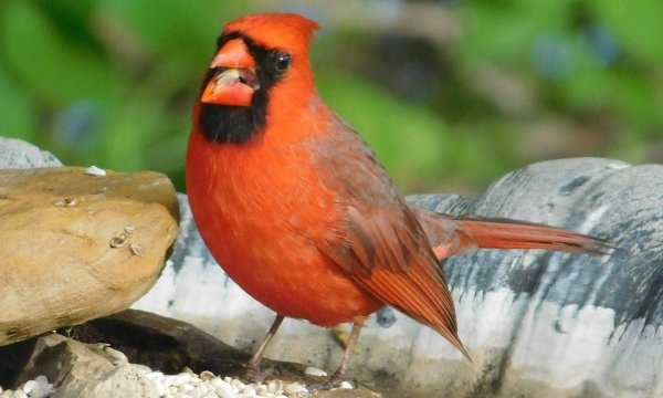types of cardinals