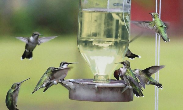 how do hummingbirds find feeders