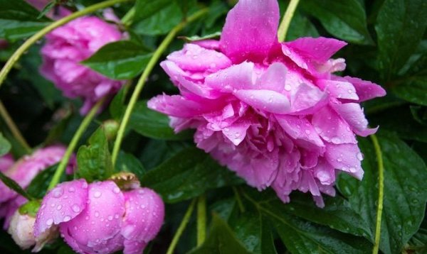 Bnbbyc19 Nick Mischo