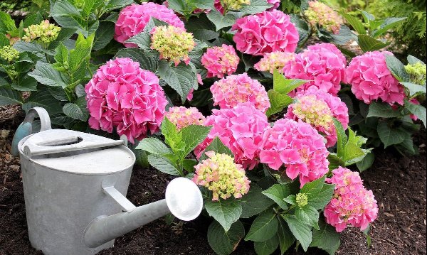 when to prune hydrangeas, Pwcityline Vienna Hydrngea