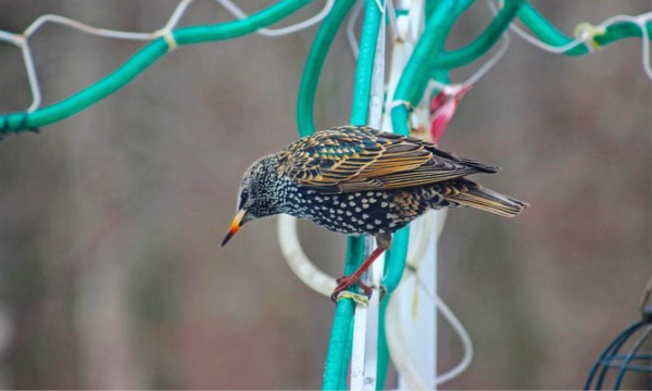 european starling bird