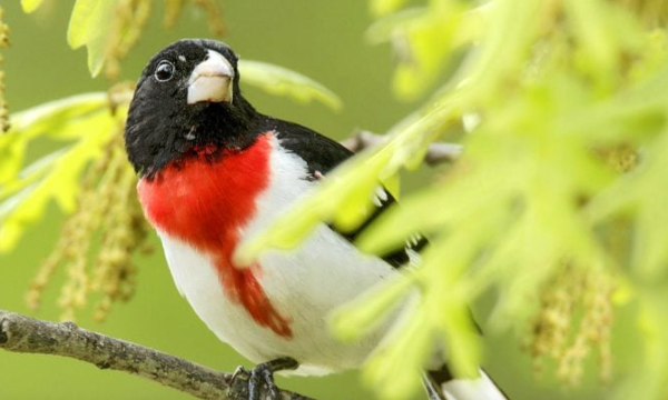 Identify and Attract a Rose-Breasted Grosbeak