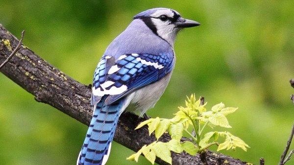 blue jay, birds with bad reputation