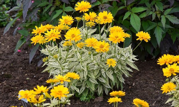 Pw Heliopsis Bit Of Honey Apj21 3 false sunflower plant