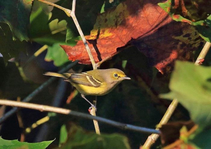 09 Liztabb Bbon19.jpg